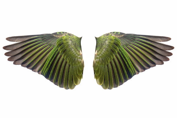 一对张开的绿色鸟翅膀图片下载
