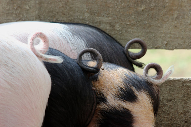 林格尔施温泽图片下载