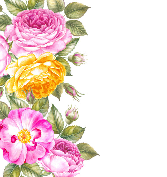 一束盛开的玫瑰花。水彩植物玫瑰插图。贺卡表示祝贺、婚礼或请柬。图片下载