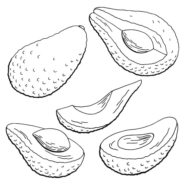 牛油果图形黑白孤立素描插图向量素材图片