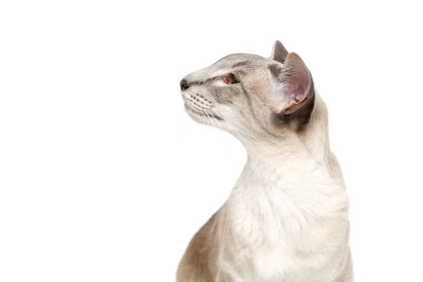 美丽的东方暹罗猫图片下载