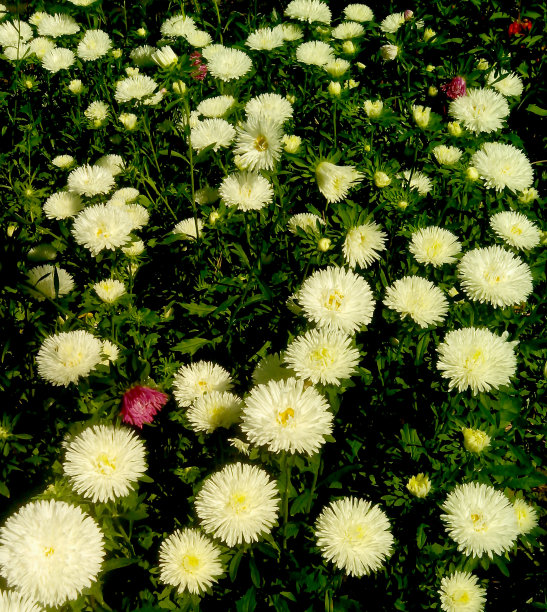 白色的花朵。图片下载