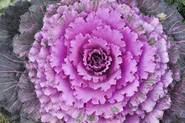 紫色的卷心菜图片下载