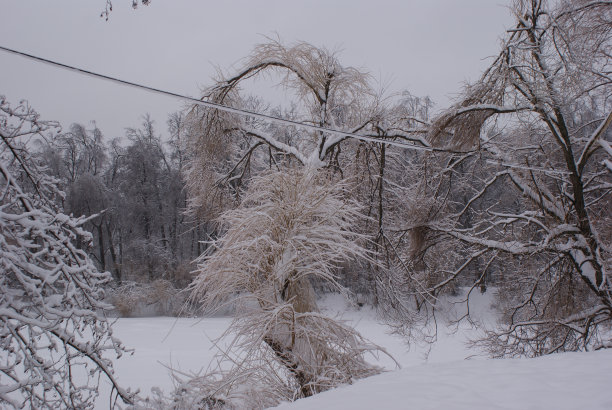 冻雨后的树图片下载