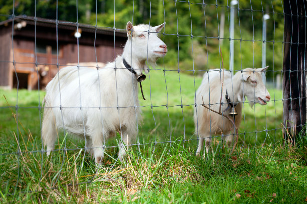 白色的山羊图片下载