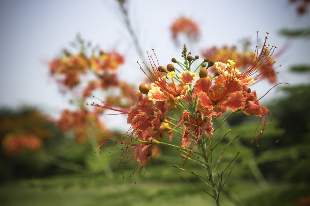 《火焰之树》《皇家凤凰树图片下载