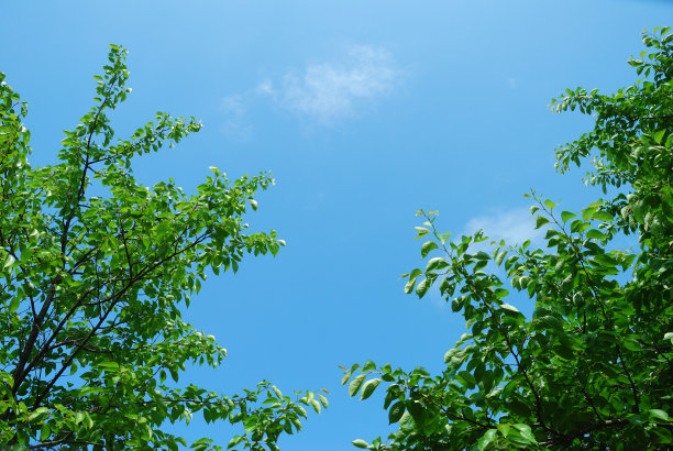 樱桃树图片下载