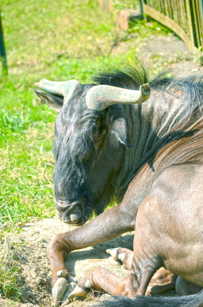 公牛的特写肖像图片下载