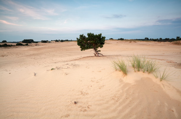 日落时沙丘上的松树图片下载