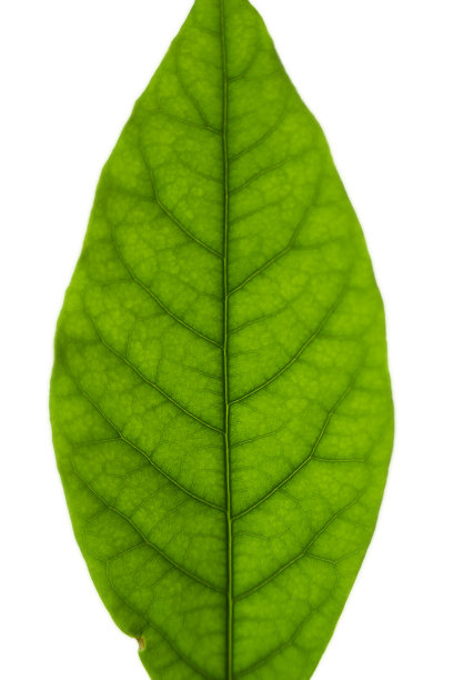 详细的鳄梨叶图片下载