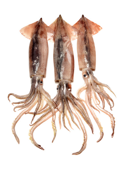 鱿鱼海鲜孤立上白图片下载