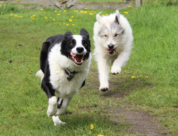 快乐的狗跑步图片下载