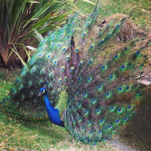 阿莫罗萨的孔雀图片下载