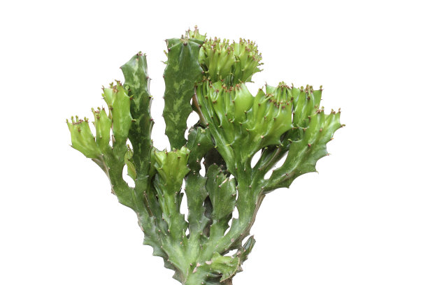白色背景上的仙人掌。图片下载