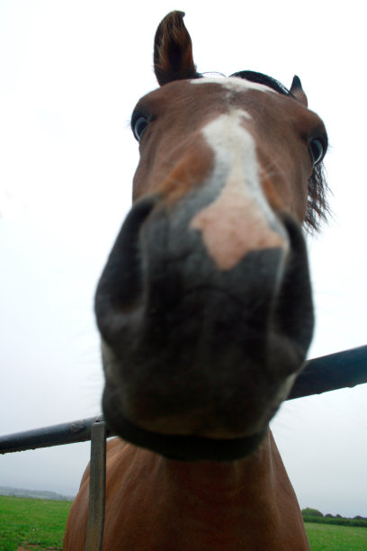 马的画像图片下载