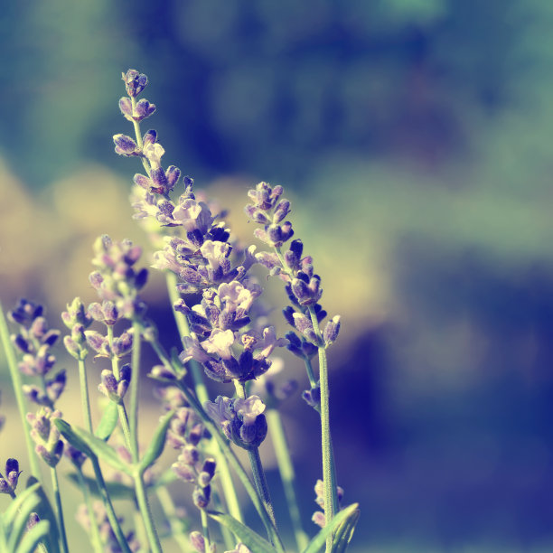 薰衣草花图片下载