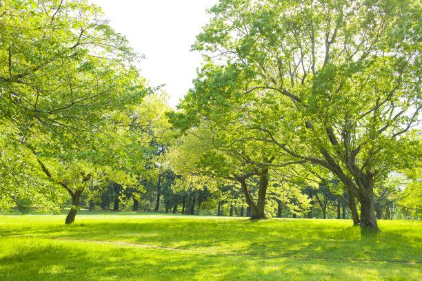 新緑の公園图片下载