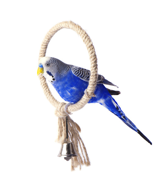 栖息的年轻蓝色虎皮鹦鹉，孤立在白色背景上图片下载