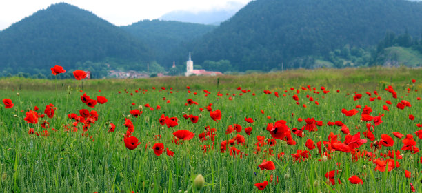 红色的罂粟花近距离在田间图片下载