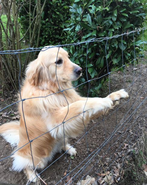 等待狗图片下载