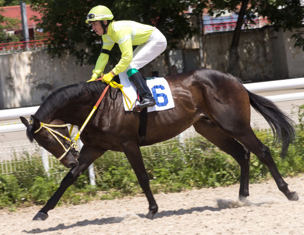 在赛马。图片下载