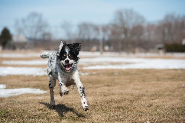 狗在公园12图片下载