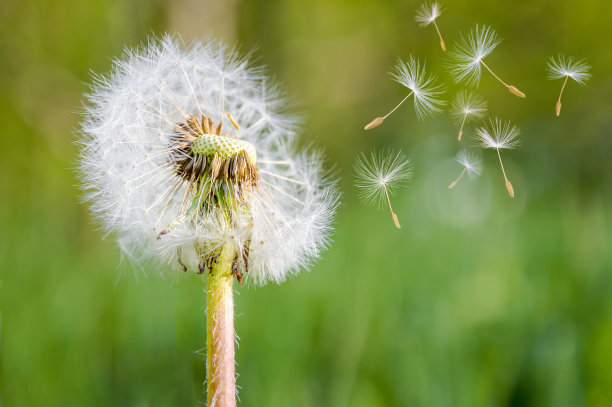 蒲公英孢子图片下载