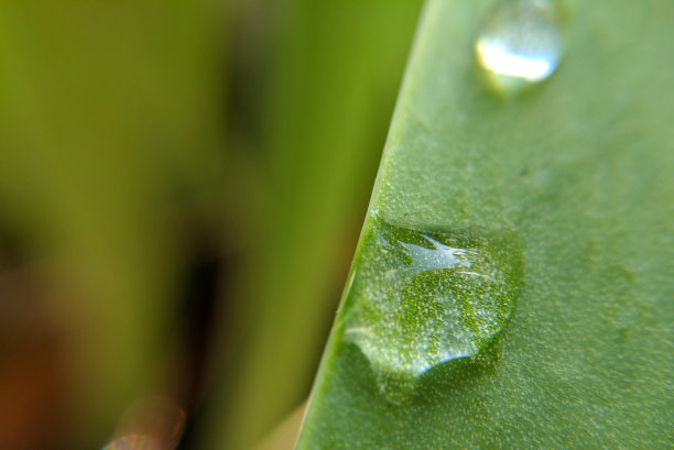 近距离滴在郁金香叶图片下载