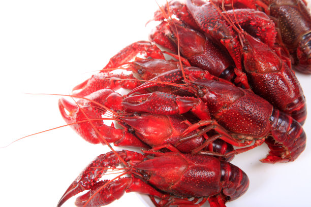 小龙虾，白色背景，特写图片下载