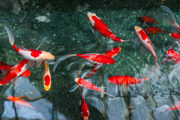 锦鲤在池塘图片下载