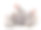 三只兔子。素材图片
