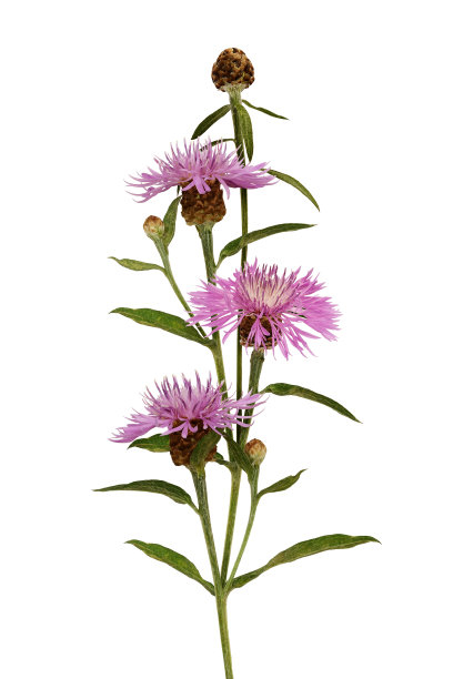 粉红色的蓟花和花蕾图片下载