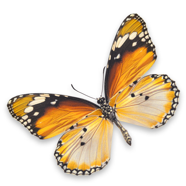 黄色的蝴蝶图片下载