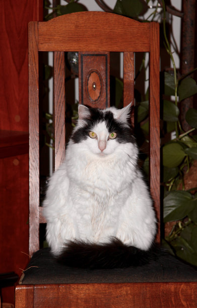 猫在椅子上图片下载