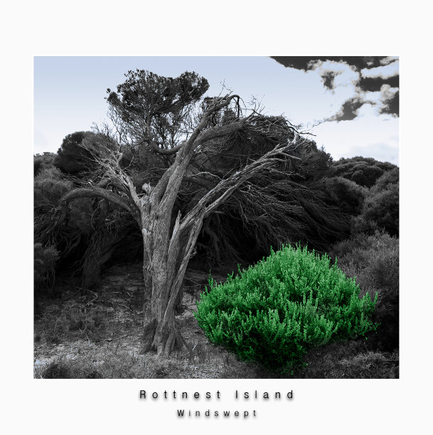 被风吹的图片下载