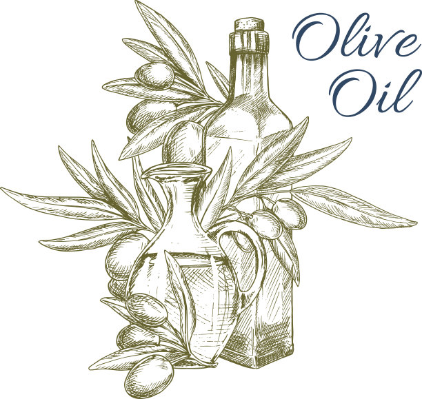橄榄油与果枝隔离素描图片下载