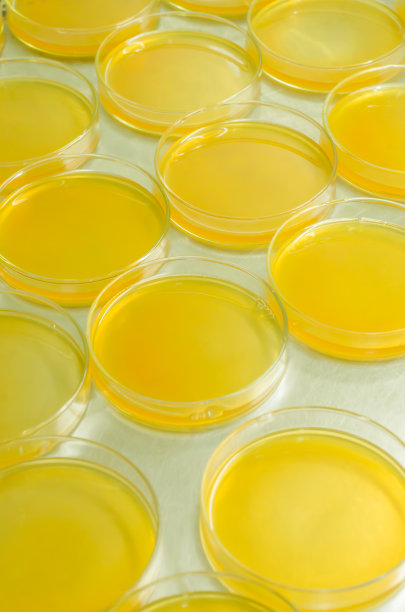 有培养皿的培养基图片下载