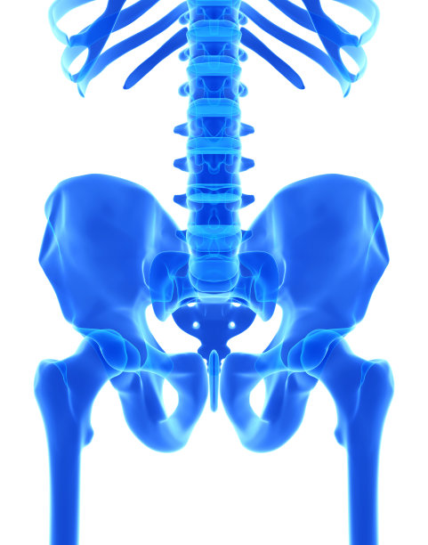 骨盆的3D插图，医学概念。图片下载