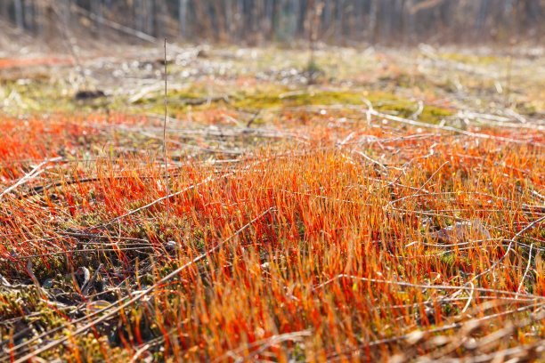 春天嫩芽苔藓图片下载