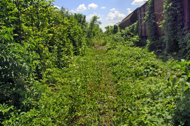 草地上的旧火车图片下载
