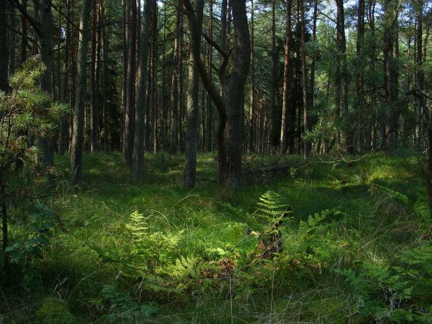 森林图片下载