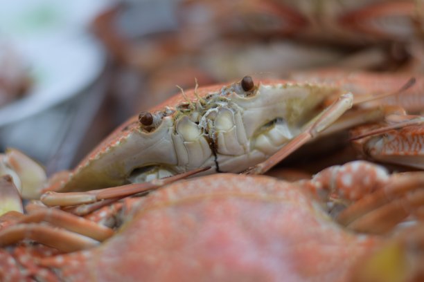 螃蟹最后看一眼图片下载