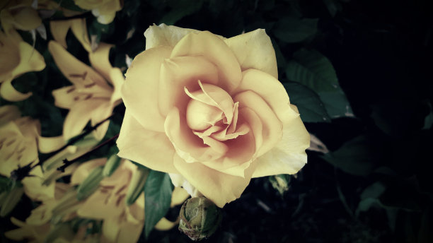 单一的玫瑰图片下载