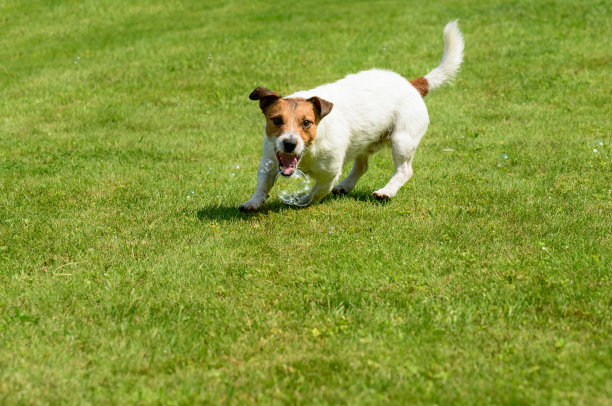 狗捕捉肥皂泡与嘴在绿色草地的背景图片下载