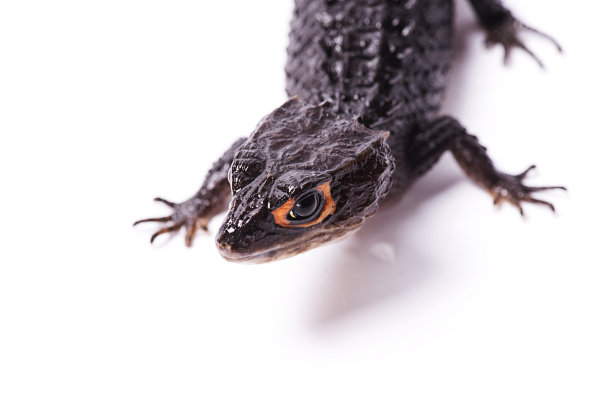 红眼鳄鱼石龙子孤立在白色背景上图片下载