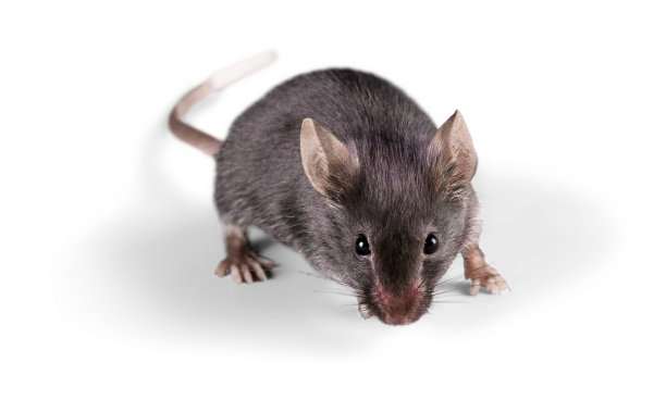 鼠标。图片下载