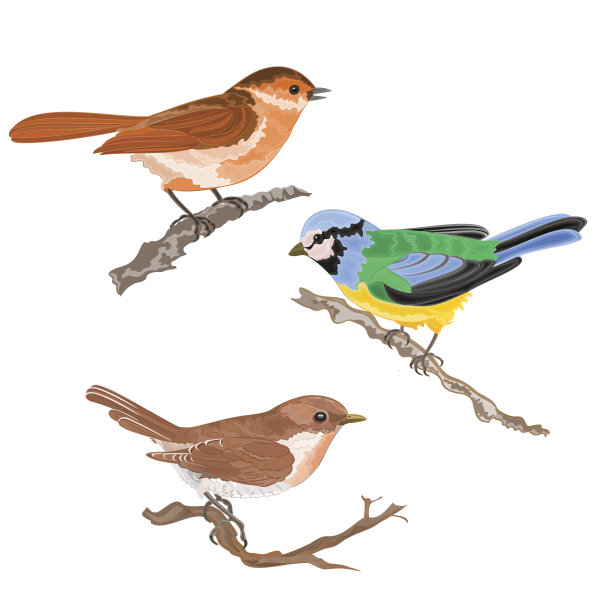 在树枝上唱歌的鸟，莺，山雀，麻雀古董手画集一个矢量图片下载