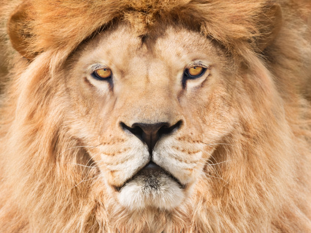 雄伟的国王图片下载