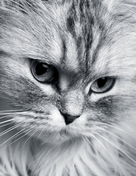 一只灰猫的肖像图片下载