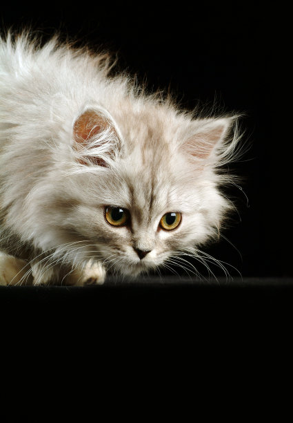 一只灰猫的肖像图片下载